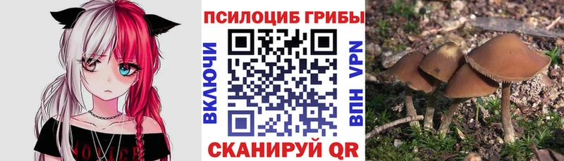 Галлюциногенные грибы мицелий  Купить  Заводоуковск 